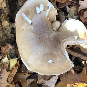 Fawn Mushroom