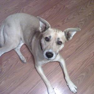Unknown Breed