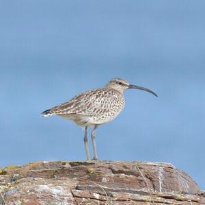 Whimbrel