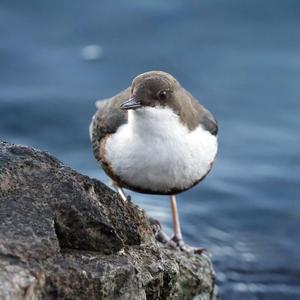 White-throated Dipper