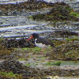 Eurasian Oystercatcher