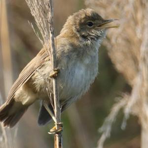 Eurasian Reed-warbler