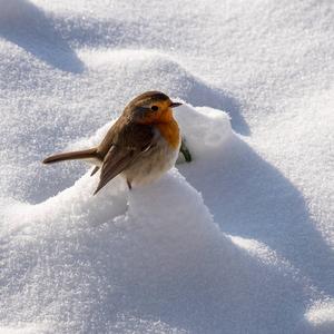 European Robin