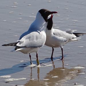 Black-headed Gull