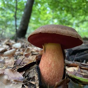 Dotted-stem Bolete