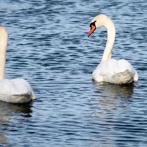 Mute Swan