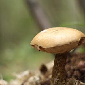 Bitter Bolete