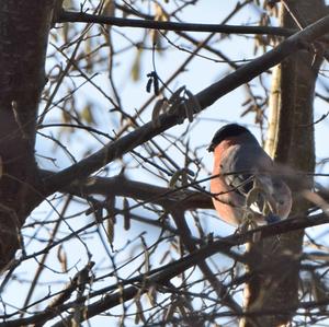 Eurasian Bullfinch