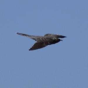 Common Cuckoo