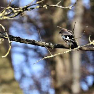 Eurasian Jay