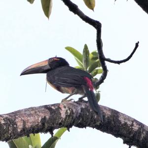 Fiery-billed Aracari