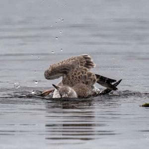 Herring Gull