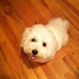 Coton de Tulear