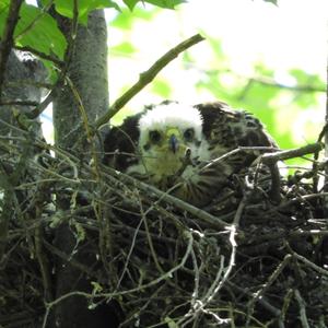 Cooper's Hawk