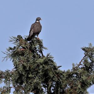 Common Wood-pigeon