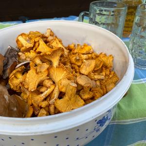 Chanterelle, Common