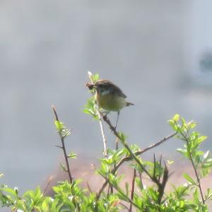 European stonechat