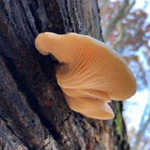 Oyster Mushroom