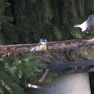 Blue Tit