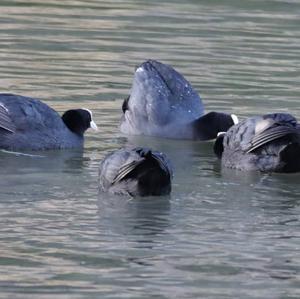 Common Coot