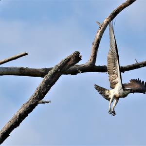 Osprey