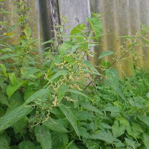 LargeStinging Nettle