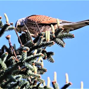 Common Kestrel