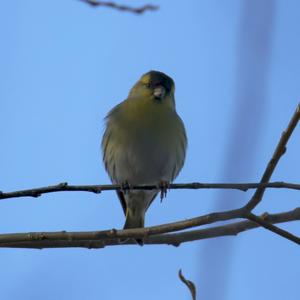 Eurasian Siskin