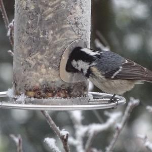 Coal Tit