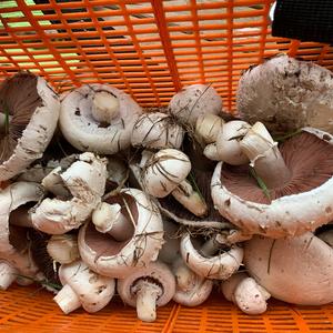 Meadow Agaric