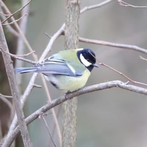 Great Tit