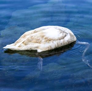 Mute Swan