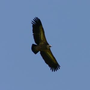 Griffon Vulture