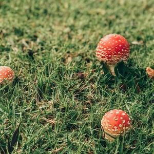 Fly Agaric