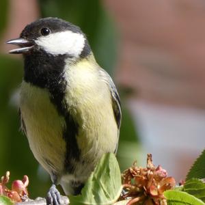 Great Tit