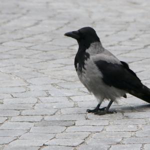 Hooded Crow