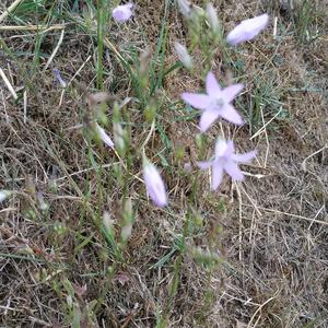 Rampion Bellflower