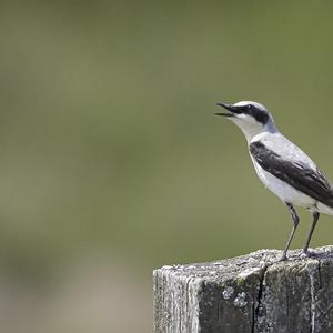 Northern Wheatear