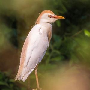 Cattle Egret