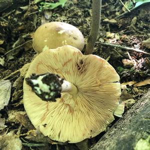 Fawn Mushroom