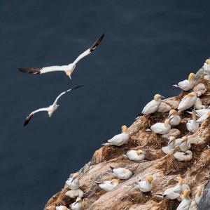 Northern Gannet