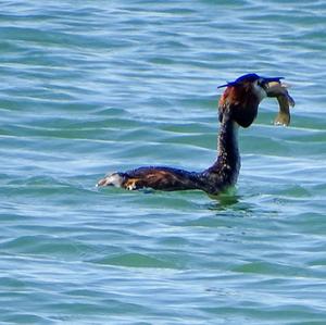 Great Crested Grebe