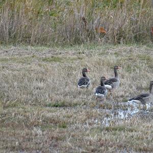 Greylag Goose