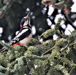 Great Spotted Woodpecker