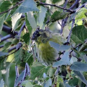 Eurasian Siskin