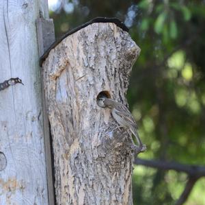 House Sparrow