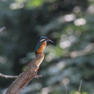 Common Kingfisher