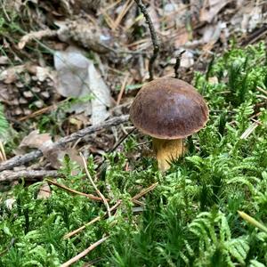 Bay Bolete