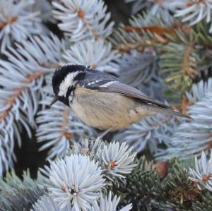 Coal Tit