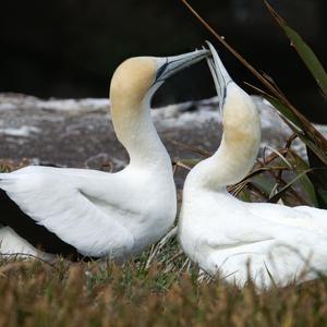 Northern Gannet